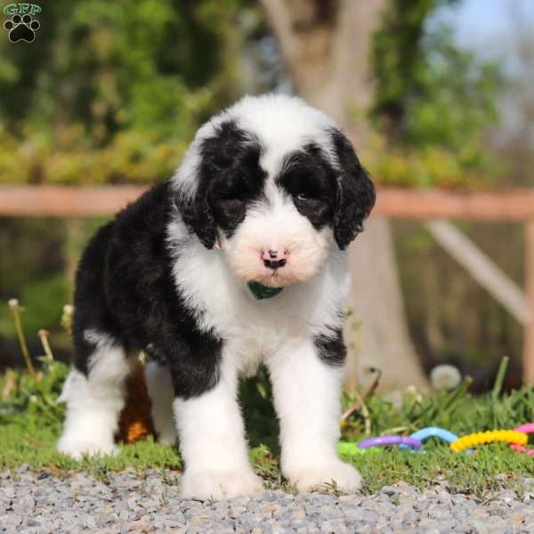 Luke, Sheepadoodle Puppy